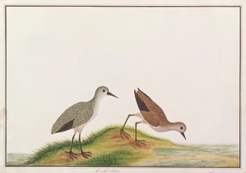 Bécasseau, d